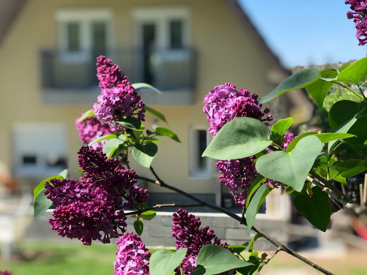 Juno Apartman Vendeghaz Miskolc Buitenkant foto